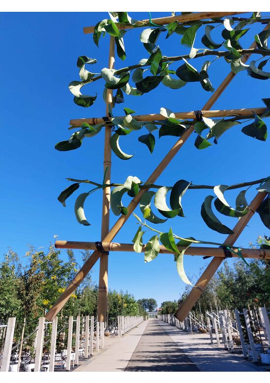 Birne Spalierbaum 'Conference' | Pyrus communis 'Conference' Birne Spalierbaum 'Conference' | Pyrus communis 'Conference'