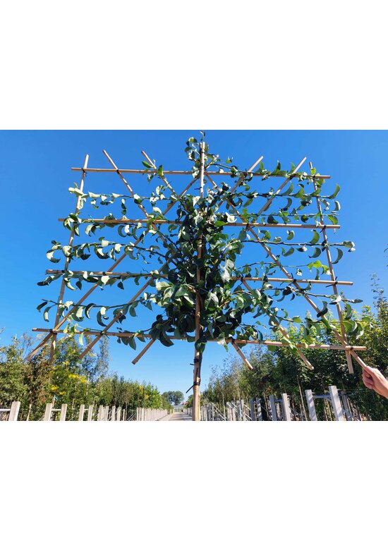 Birne Spalierbaum 'Conference' | Pyrus communis 'Conference' Birne Spalierbaum 'Conference' | Pyrus communis 'Conference'