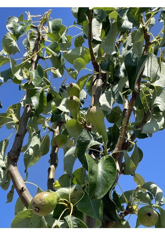 Birne Spalierbaum 'Conference' | Pyrus communis 'Conference' Birne Spalierbaum 'Conference' | Pyrus communis 'Conference'