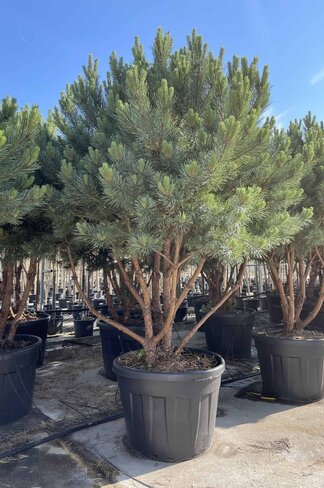Silberkiefer 'Watereri' | Pinus sylvestris 'Watereri' Silberkiefer 'Watereri' | Pinus sylvestris 'Watereri'