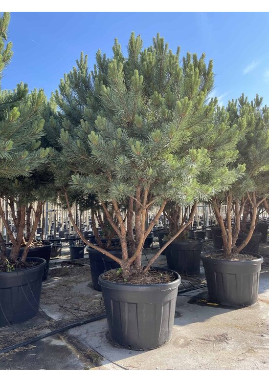 Silberkiefer 'Watereri' | Pinus sylvestris 'Watereri'