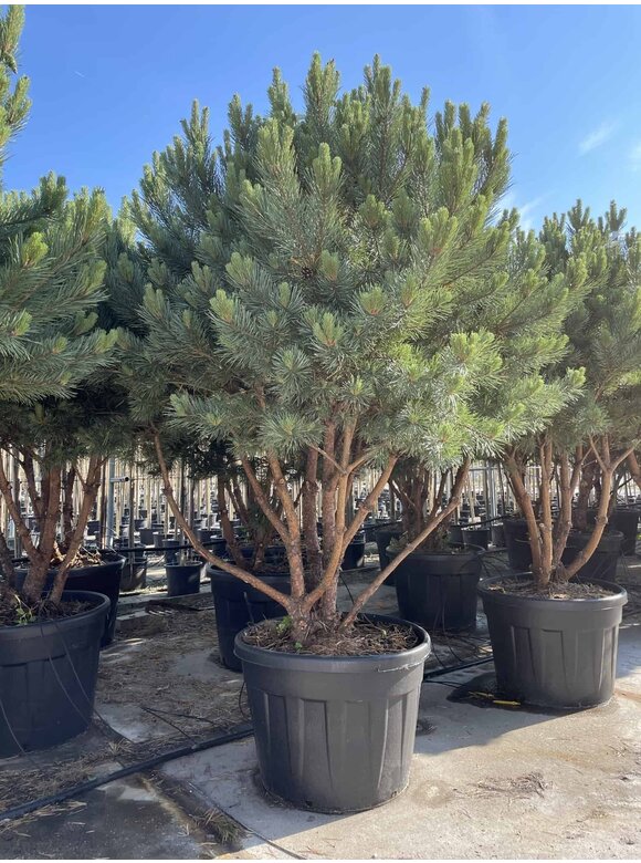 Silberkiefer 'Watereri' | Pinus sylvestris 'Watereri' Silberkiefer 'Watereri' | Pinus sylvestris 'Watereri'