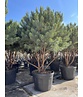 Silberkiefer 'Watereri' | Pinus sylvestris 'Watereri'
