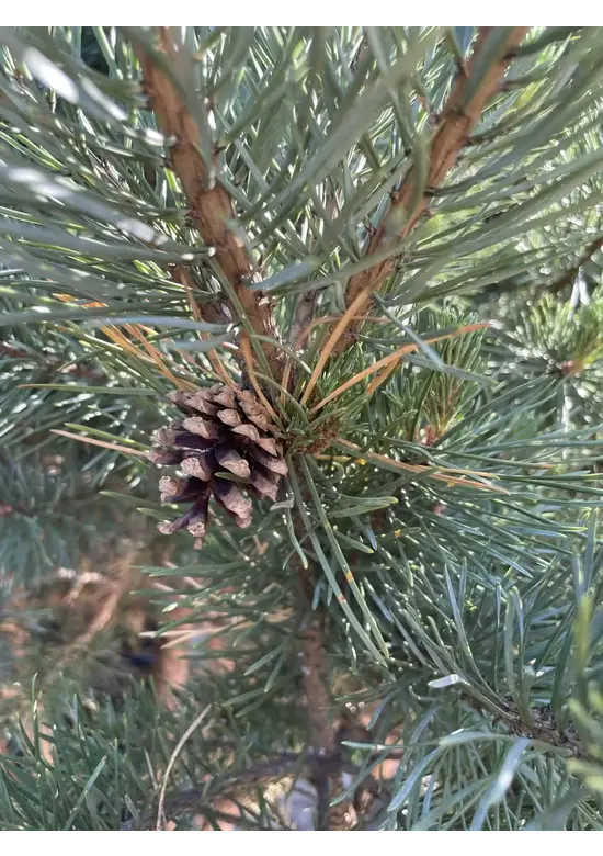 Silberkiefer 'Watereri' | Pinus sylvestris 'Watereri'