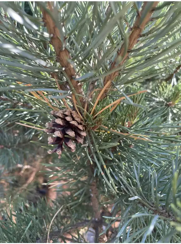 Silberkiefer 'Watereri' | Pinus sylvestris 'Watereri' Silberkiefer 'Watereri' | Pinus sylvestris 'Watereri'