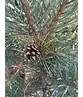 Silberkiefer 'Watereri' | Pinus sylvestris 'Watereri'