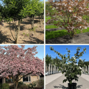 Top 10 Mehrstämmige Bäume