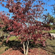 Mehrstämmig mit Herbstschmück