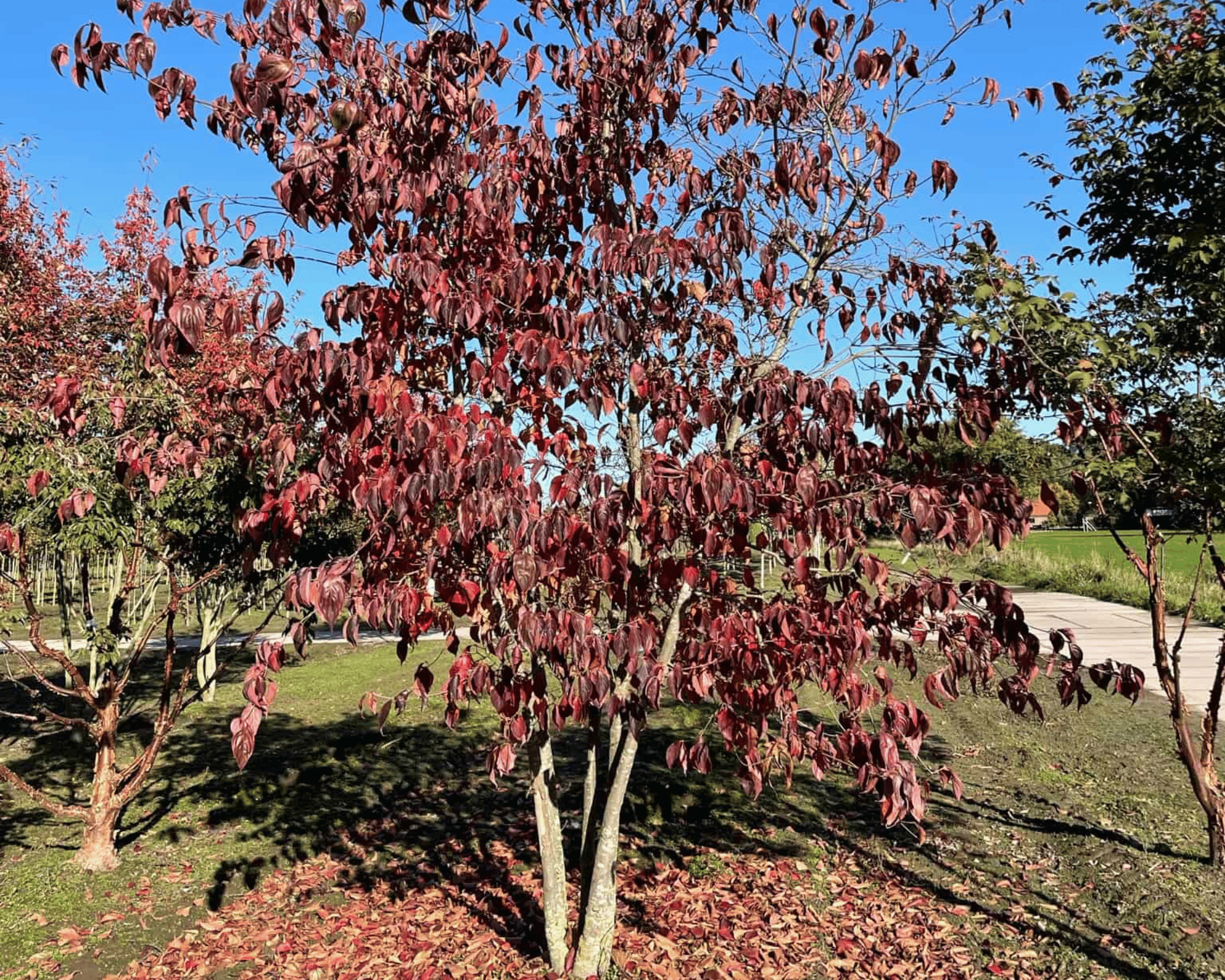 Mehrstämmig mit Herbstschmück Mehrstämmig mit Herbstschmück