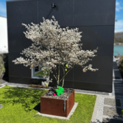 Blühende Mehrstämmige Bäume