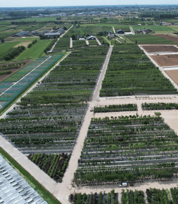 Baumschule Venovi Der mit eigener Baumschule Venovi