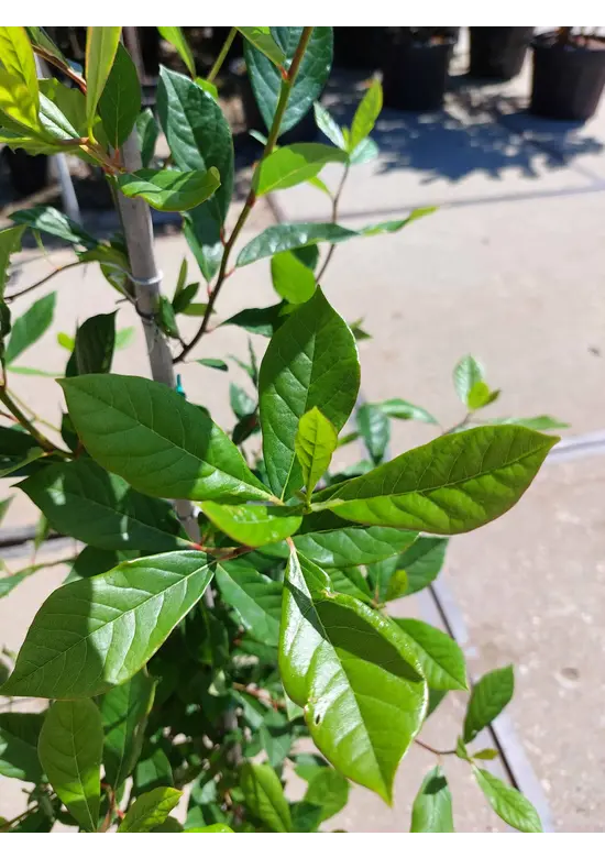 Kleiner Wald-Tupelobaum | Nyssa sylvatica