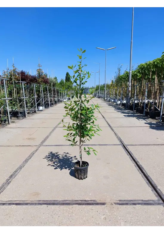 Kleiner Wald-Tupelobaum | Nyssa sylvatica