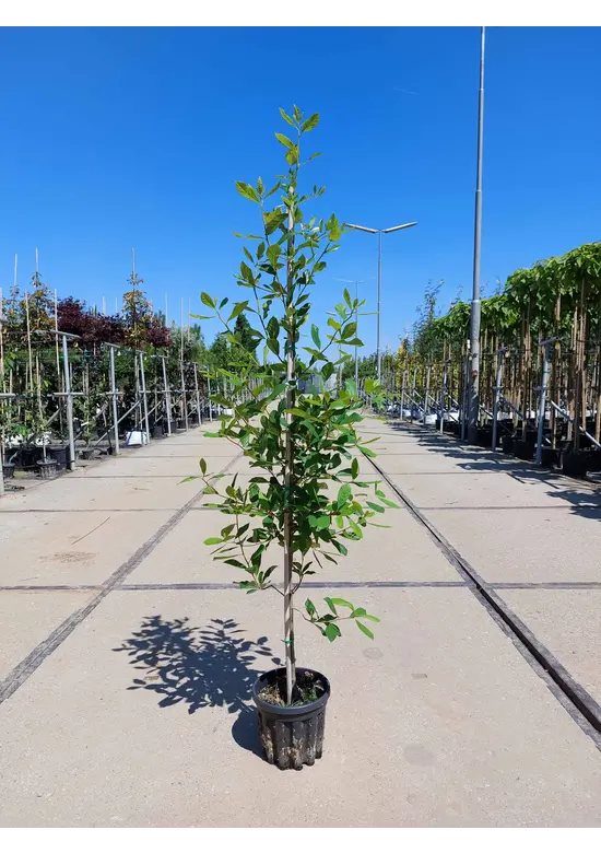 Kleiner Wald-Tupelobaum | Nyssa sylvatica