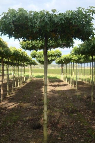 Amberbaum Dachform | Liquidambar styraciflua 'Worplesdon'