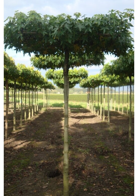 Amberbaum Dachform | Liquidambar styraciflua 'Worplesdon'