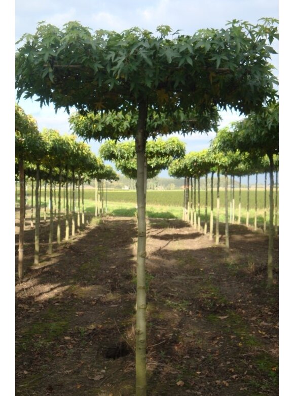 Dachamberbaum | Liquidambar styraciflua 'Worplesdon' Dachamberbaum | Liquidambar styraciflua 'Worplesdon'