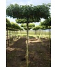 Amberbaum Dachform | Liquidambar styraciflua 'Worplesdon'