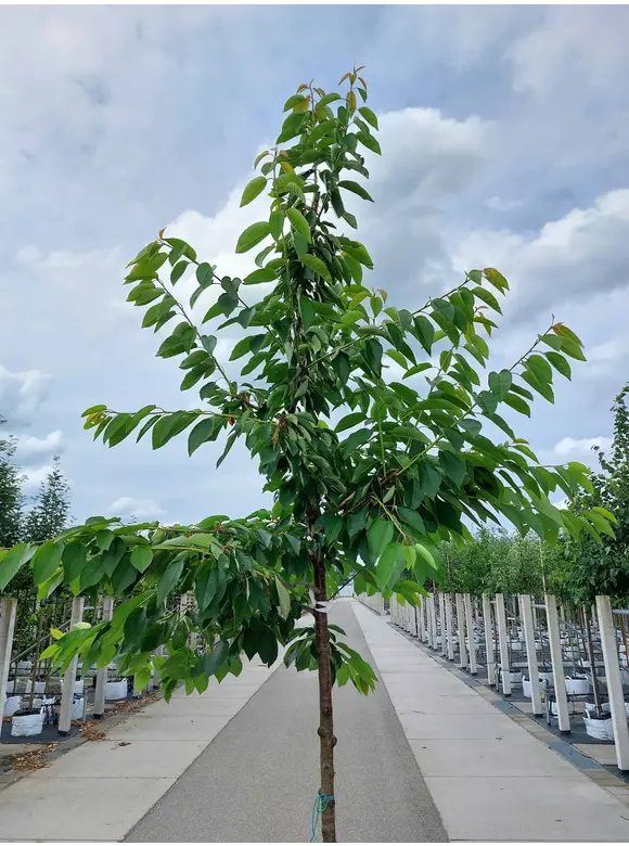 Süßkirsche 'Kordia' | Prunus avium 'Kordia' Süßkirsche 'Kordia' | Prunus avium 'Kordia'