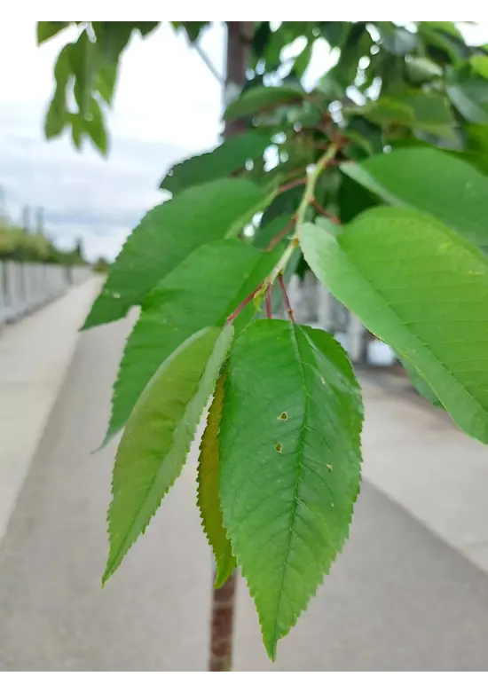 Süßkirsche 'Kordia' | Prunus avium 'Kordia' Süßkirsche 'Kordia' | Prunus avium 'Kordia'