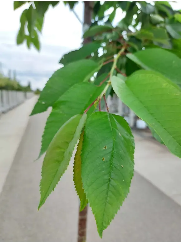Süßkirsche 'Kordia' | Prunus avium 'Kordia' Süßkirsche 'Kordia' | Prunus avium 'Kordia'