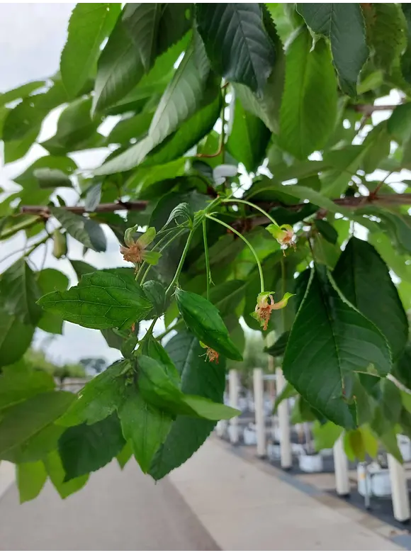 Süßkirsche 'Kordia' | Prunus avium 'Kordia' Süßkirsche 'Kordia' | Prunus avium 'Kordia'