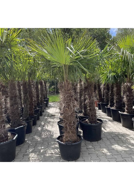 Hanfpalme 100 cm | Trachycarpus fortunei