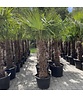 Hanfpalme 100 cm | Trachycarpus fortunei