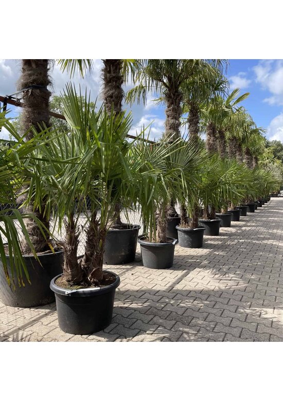 Hanfpalme Mehrstämmig | Trachycarpus fortunei