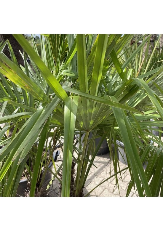 Hanfpalme Mehrstämmig | Trachycarpus fortunei
