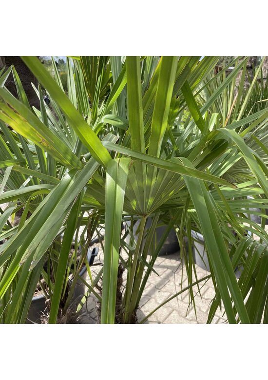 Hanfpalme Mehrstämmig | Trachycarpus fortunei