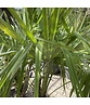 Hanfpalme Mehrstämmig | Trachycarpus fortunei