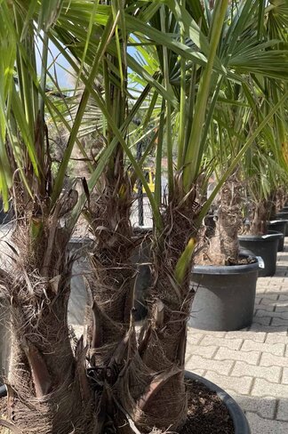 Hanfpalme Mehrstämmig | Trachycarpus fortunei Hanfpalme Mehrstämmig | Trachycarpus fortunei