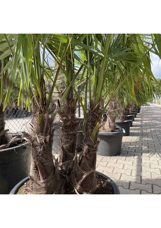 Hanfpalme Mehrstämmig | Trachycarpus fortunei