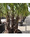 Hanfpalme Mehrstämmig | Trachycarpus fortunei