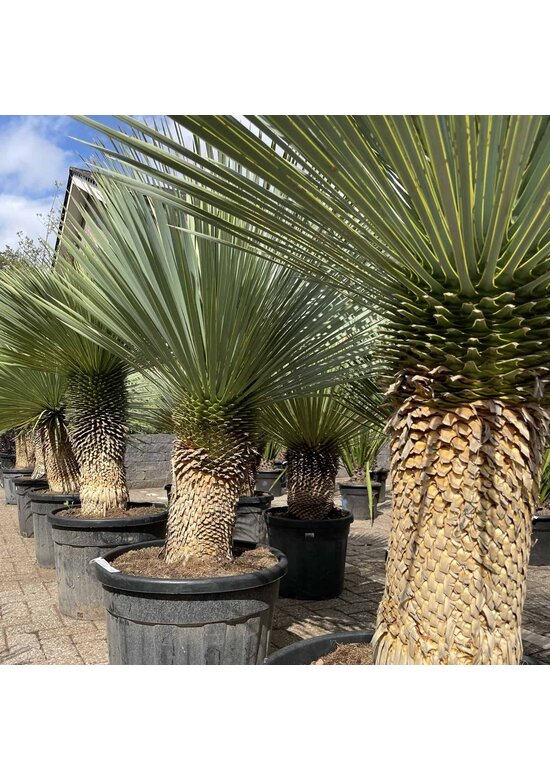 Palmlilien | Yucca Rostrata