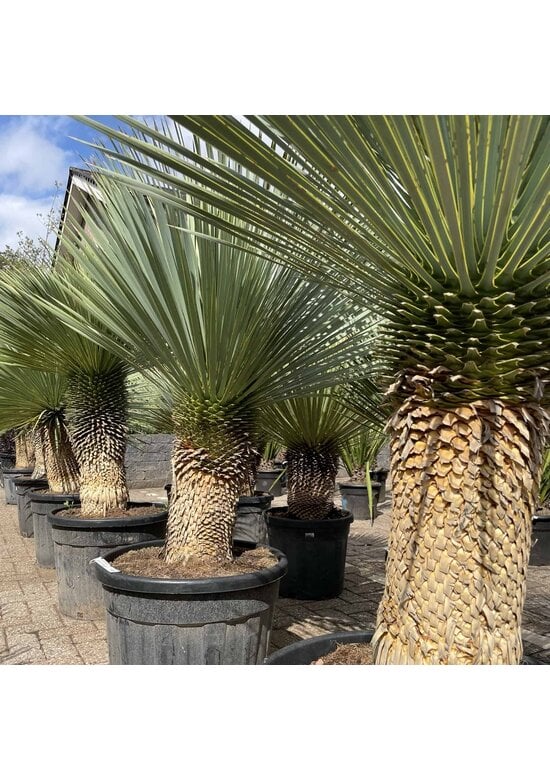 Palmlilien | Yucca Rostrata