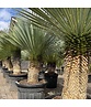 Palmlilien | Yucca Rostrata