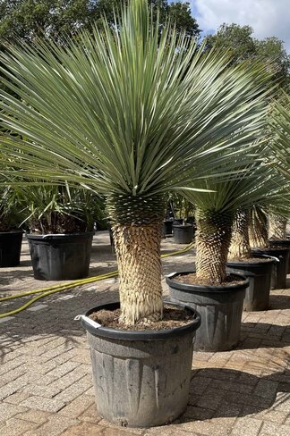 Palmlilien | Yucca Rostrata