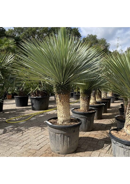 Palmlilien | Yucca Rostrata