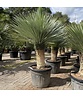 Palmlilien | Yucca Rostrata