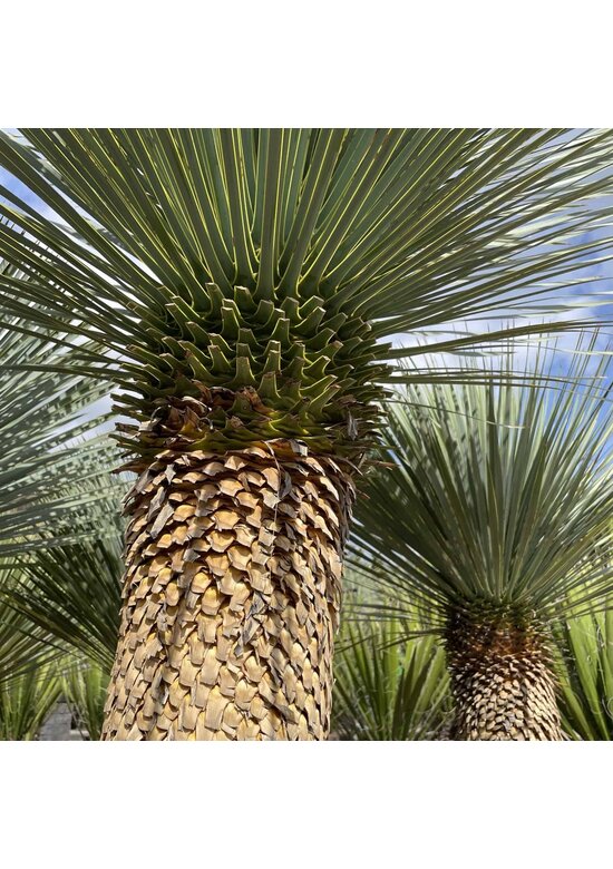 Palmlilien | Yucca Rostrata