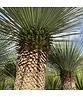 Palmlilien | Yucca Rostrata