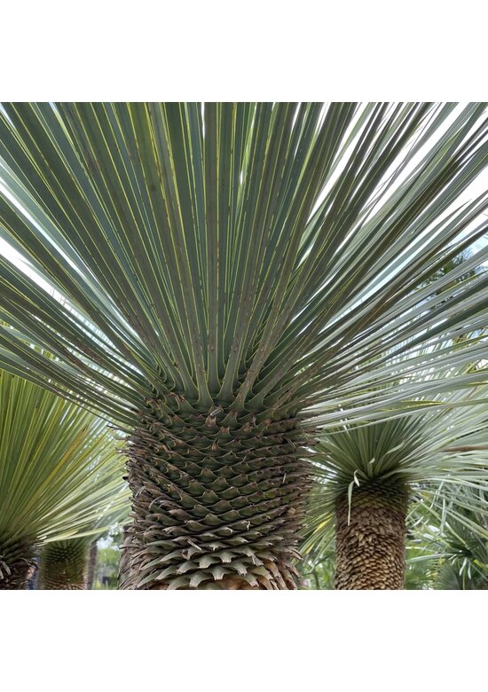 Palmlilien | Yucca Rostrata