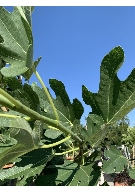 Feigenbaum 'Brown Turkey' | Ficus carica 'Brown Turkey'