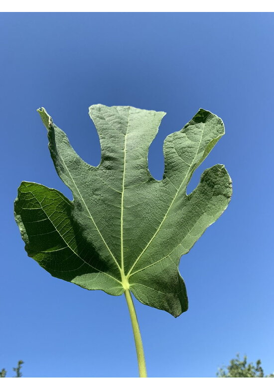Feigenbaum 'Brown Turkey' | Ficus carica 'Brown Turkey'