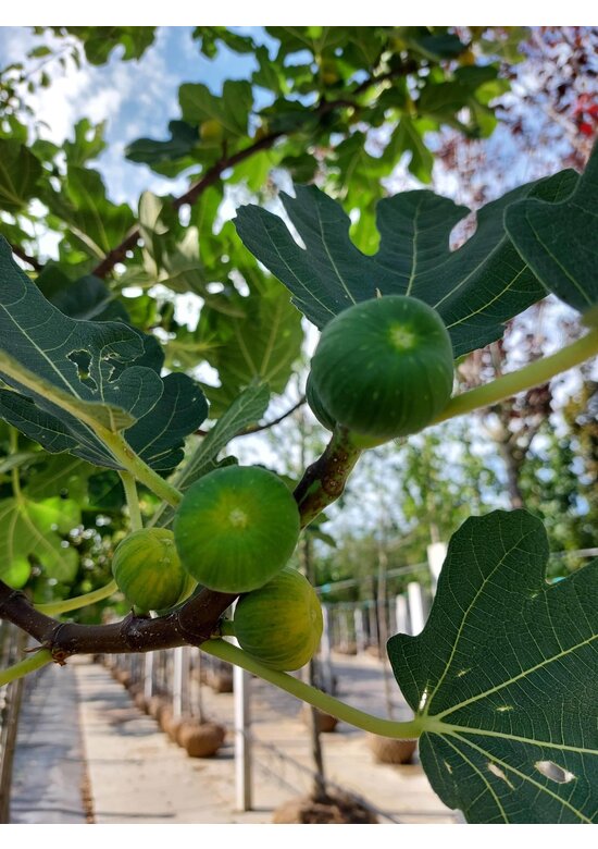Feigenbaum 'Brown Turkey' | Ficus carica 'Brown Turkey'