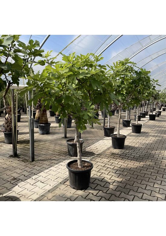 Feigenbaum 'Brown Turkey' | Ficus carica 'Brown Turkey'
