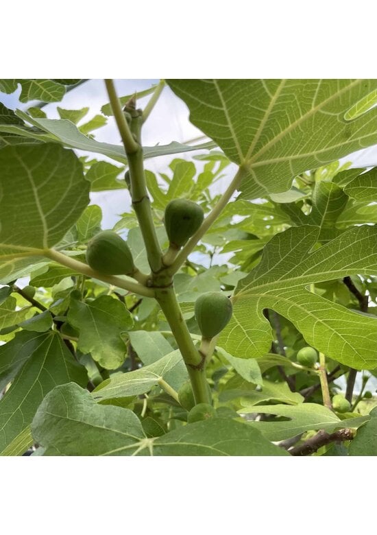 Feigenbaum 'Brown Turkey' | Ficus carica 'Brown Turkey'