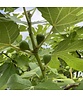 Feigenbaum 'Brown Turkey' | Ficus carica 'Brown Turkey'